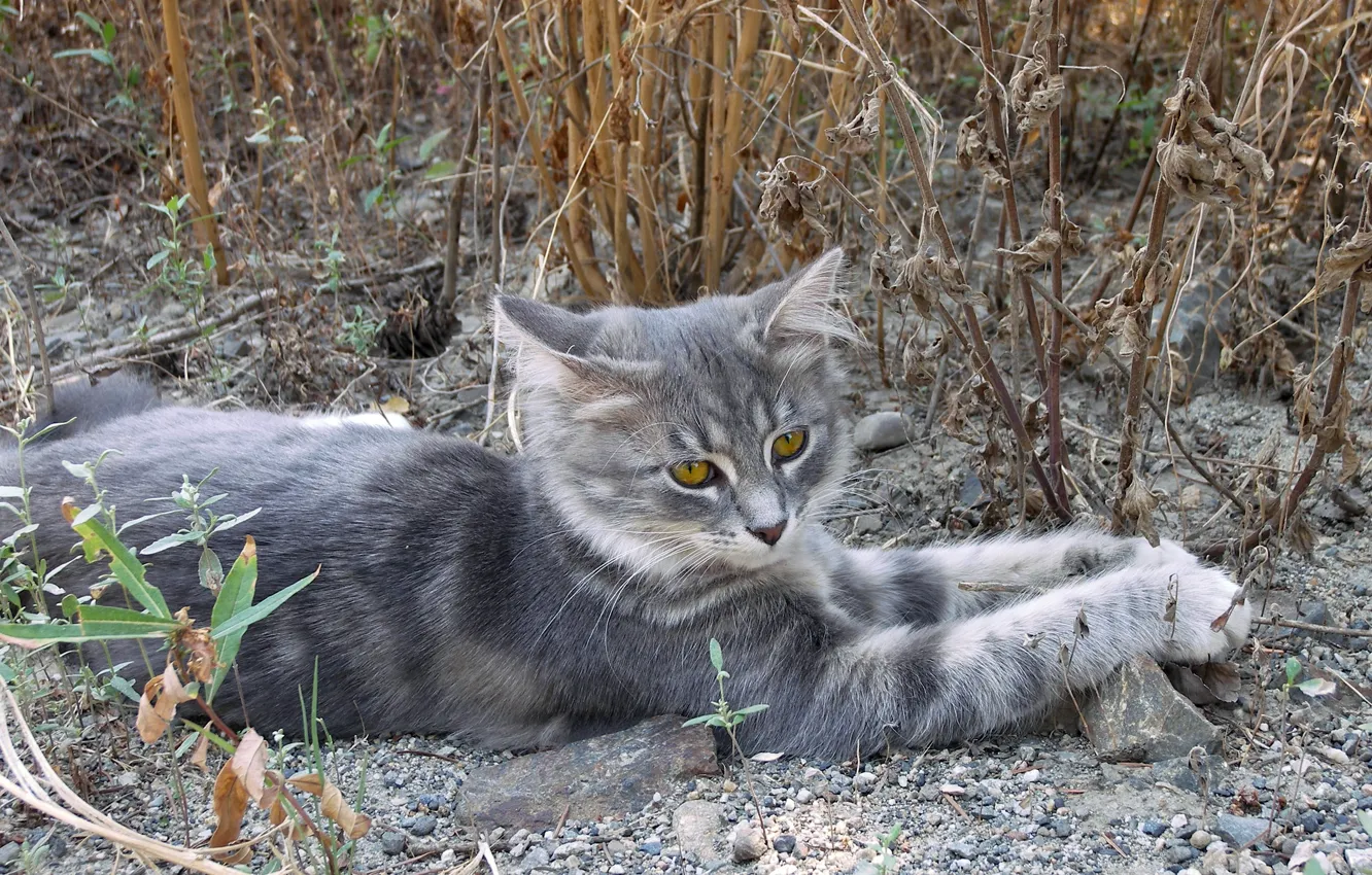 Фото обои кошка, кот, камни, серый, лежит, смотрит, cat