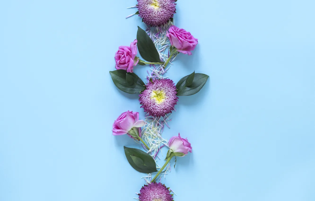Фото обои цветы, фон, blue, pink, flowers, декор