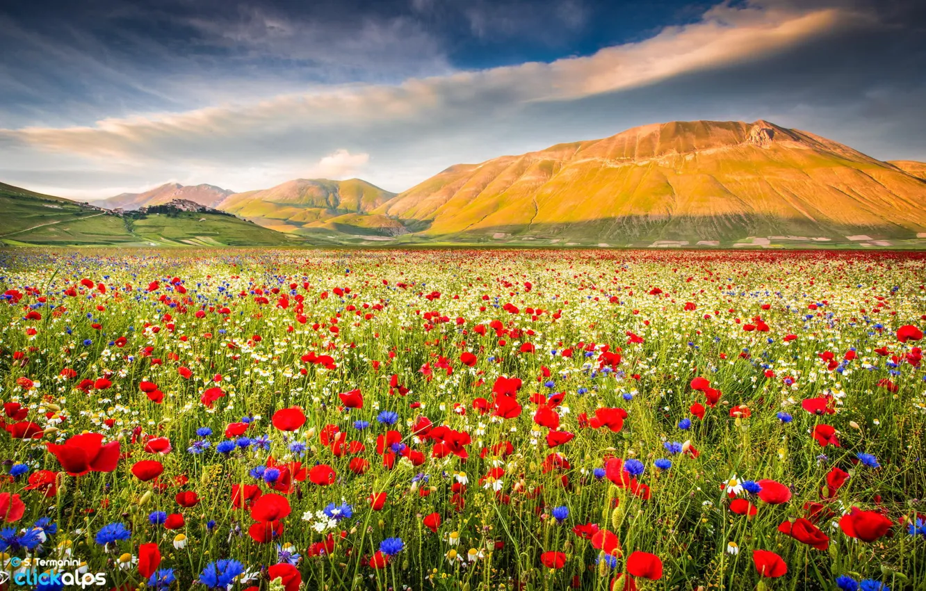 Фото обои поле, цветы, природа, маки, гора