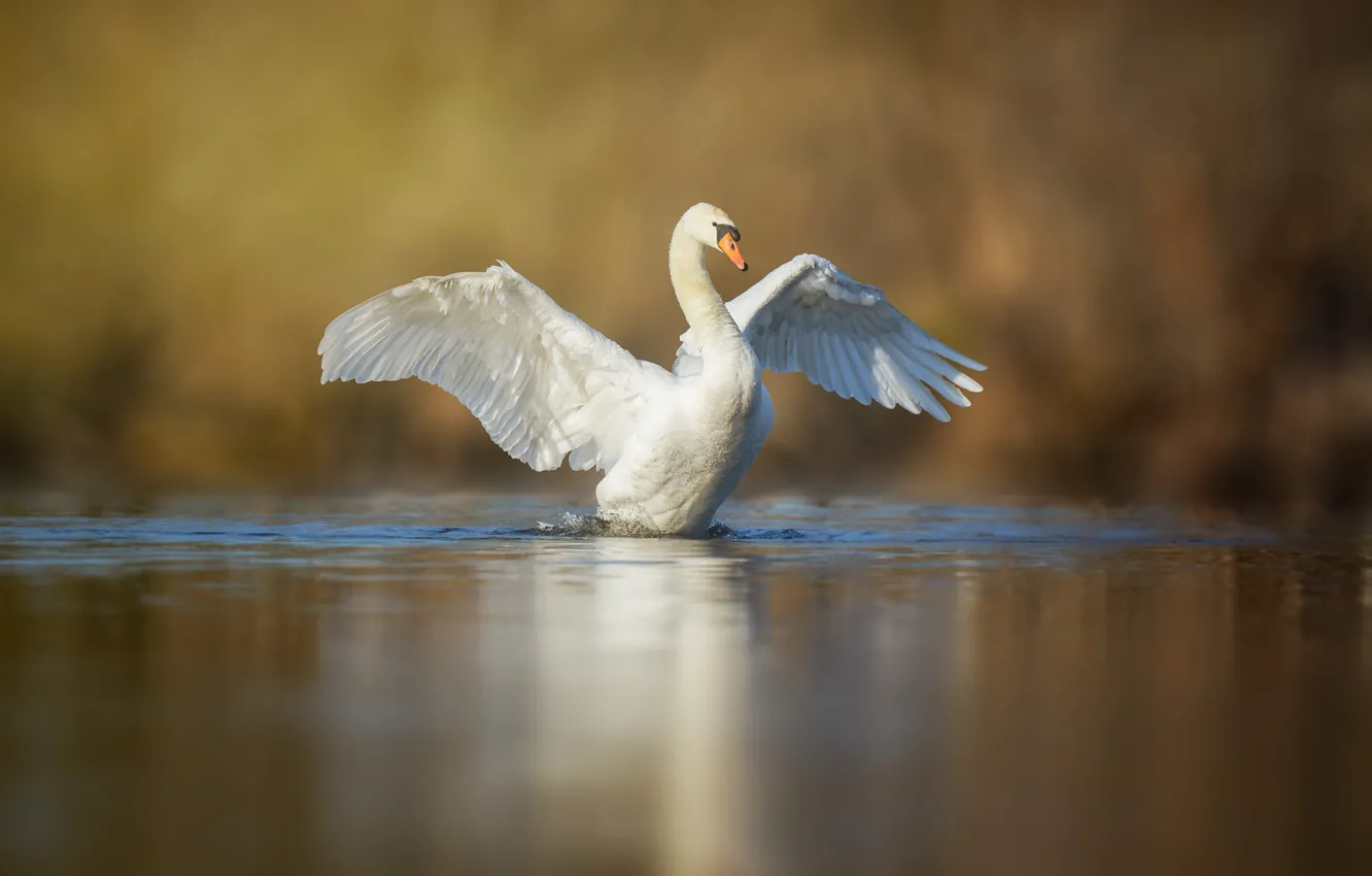 Фото обои белый, птица, крылья, лебедь, водоем, взмах