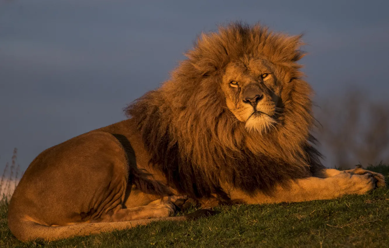 Фото обои лев, царь зверей, красавец