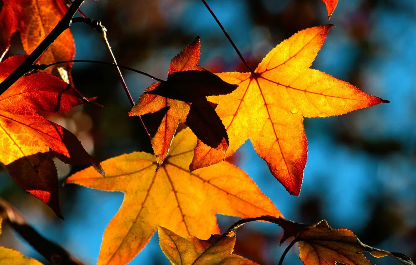 Фото обои осень, листья, желтый, клен
