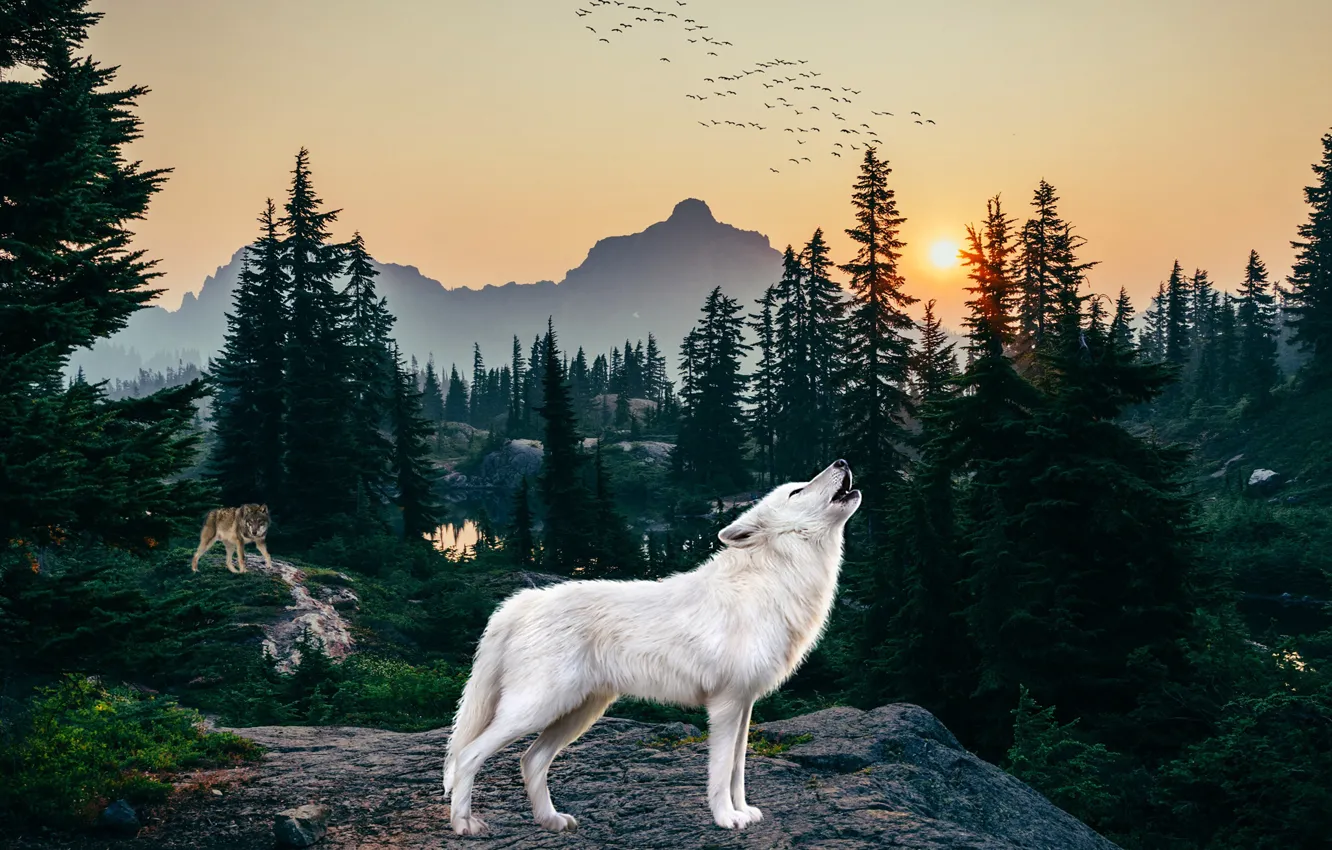 Фото обои лес, белый, рендеринг, волк, вой, воет, полярный