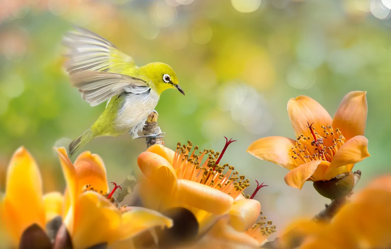 Фото обои цветы, тропики, птица, боке, белоглазка, белый глаз, white-eye, хлопковое дерево