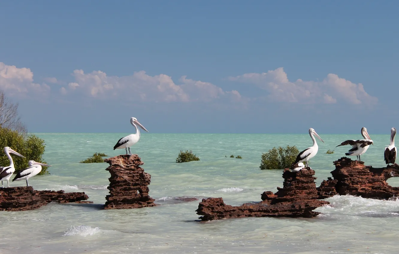 Фото обои море, птицы, Австралия, пеликаны