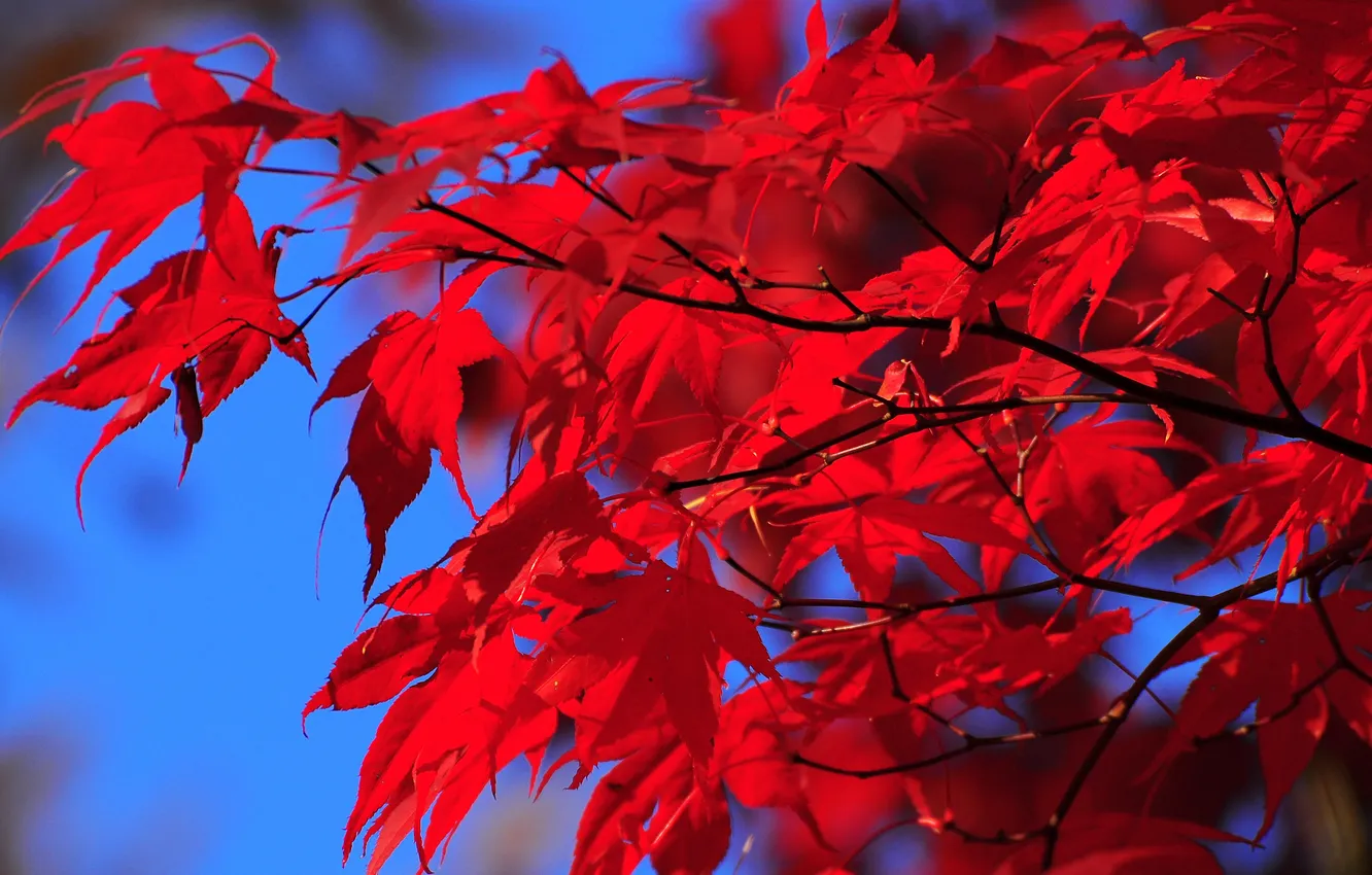 Фото обои осень, небо, листья, краски, багрянец