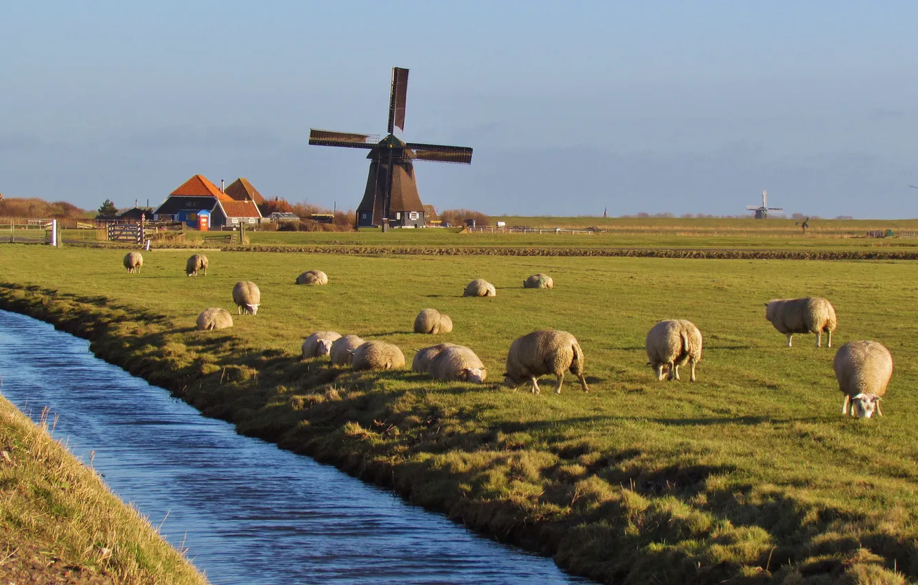 Фото обои поле, небо, дом, овцы, канал, ветряная мельница