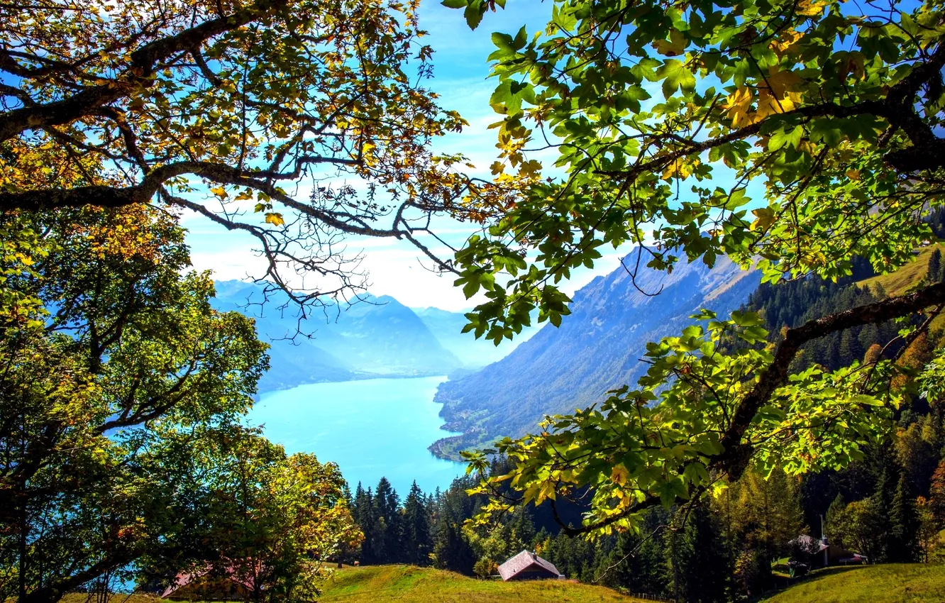 Фото обои лес, листья, горы, ветки, озеро, Швейцария, домики, Brienz
