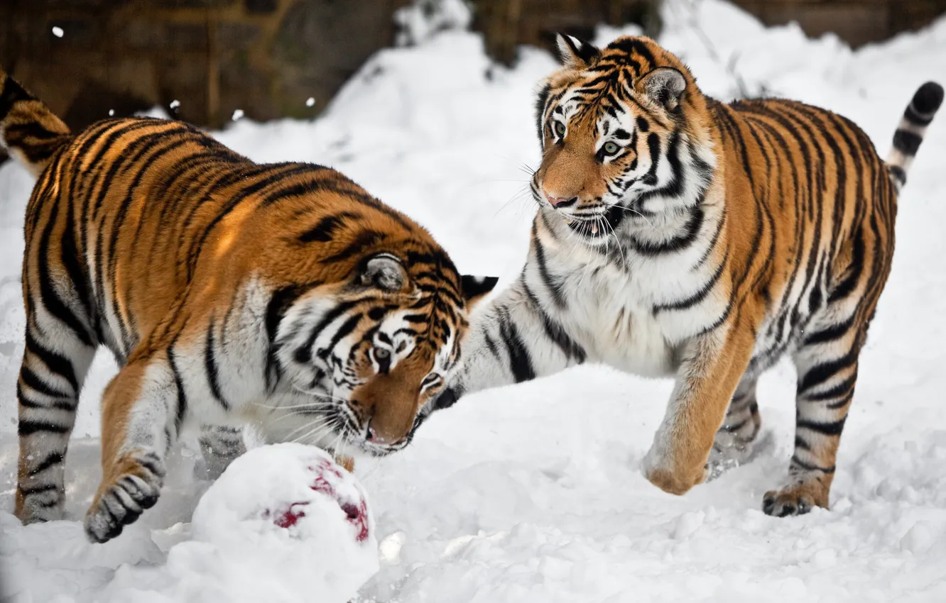 Фото обои снег, кошки, тигр, игра, мяч, пара, амурский