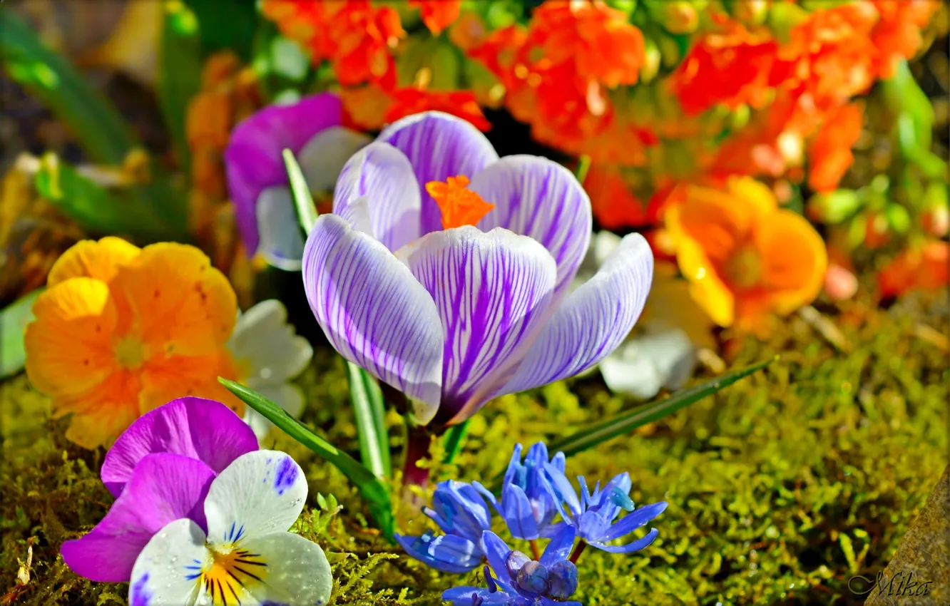 Фото обои Цветы, Flowers, Крокус, Crocus