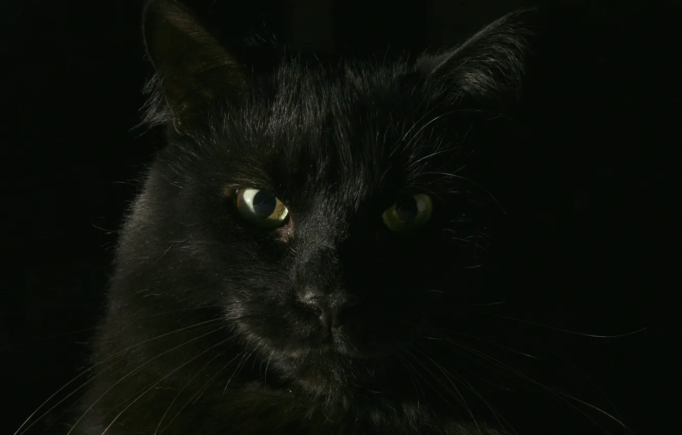 Фото обои кот, черный, кошак
