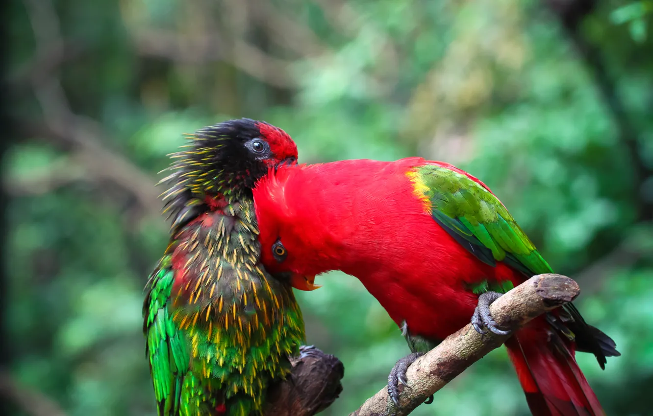 Фото обои птица, краски, цвет, ветка, перья, попугай, пара