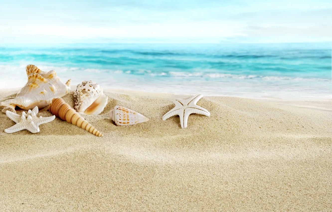 Фото обои песок, море, пляж, ракушки, beach, sand, seashells