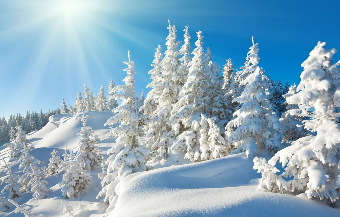 Фото обои white, sunshine, wood, winter, tree, ukraine, sunlight, sunny