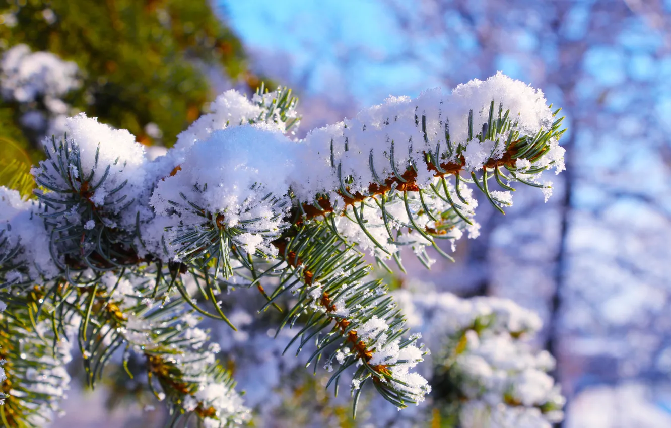 Фото обои winter, snow, cold, pine, twig