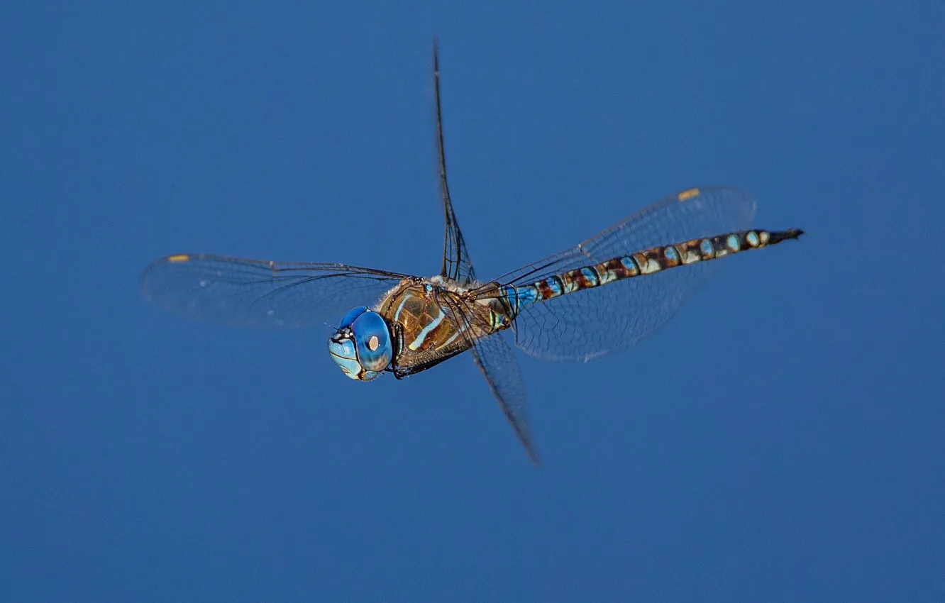 Фото обои крылья, стрекоза, насекомое, Rhionaeshna multicolor, Blue-eyed Darner