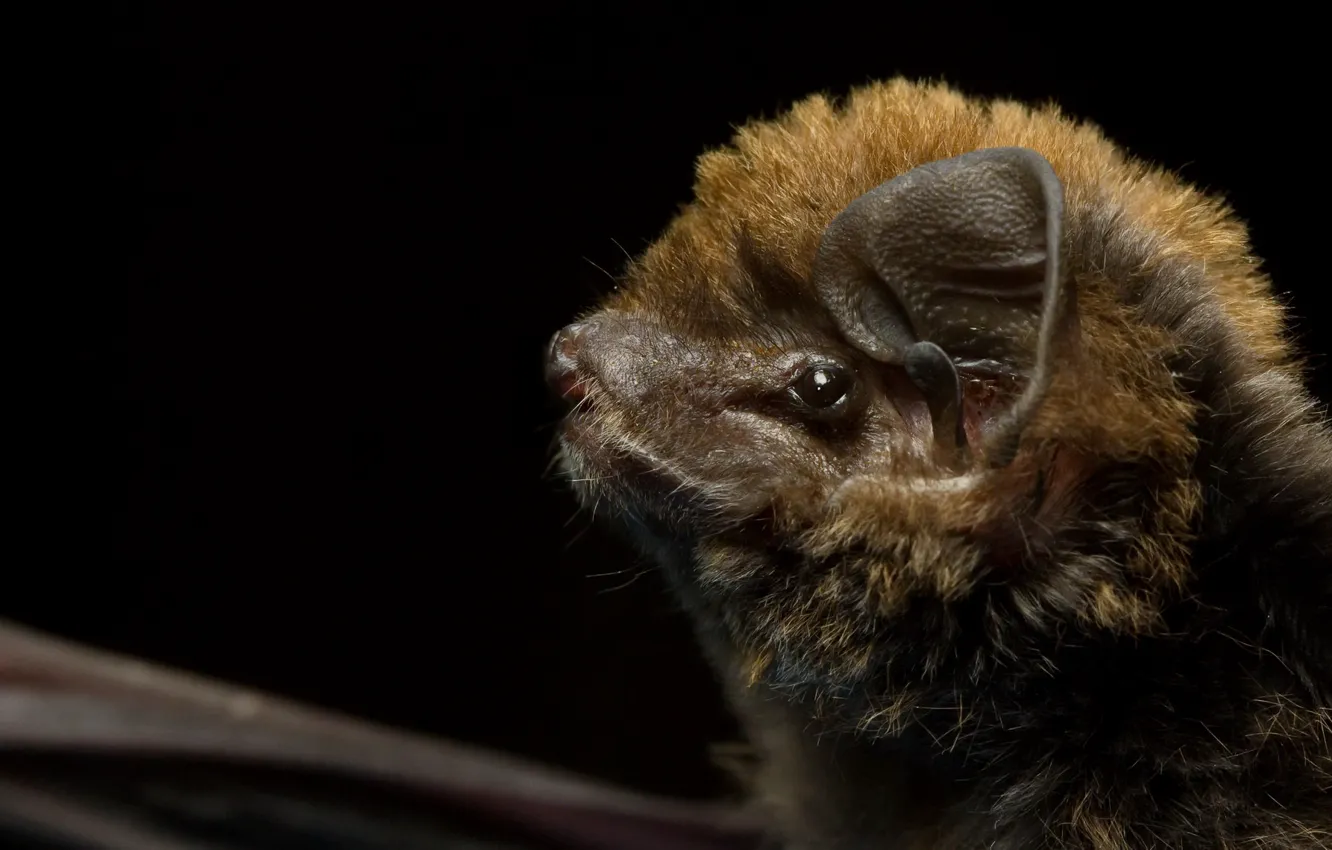 Фото обои природа, фон, Miniopterus schreibersii oceanensis, Eastern bent wing bat