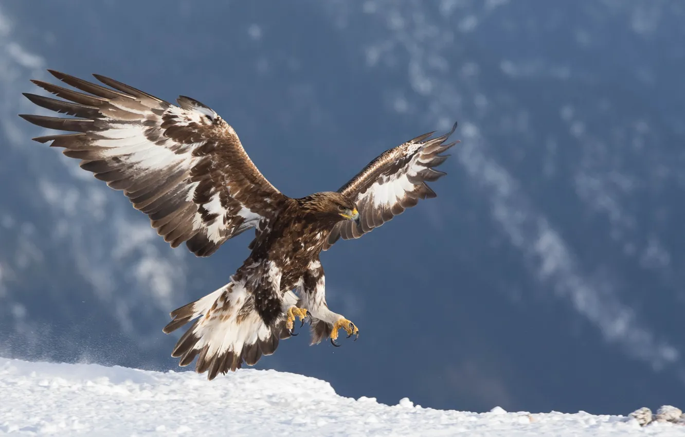 Фото обои птицы, хищник, беркут, golden eagle, золотой орел