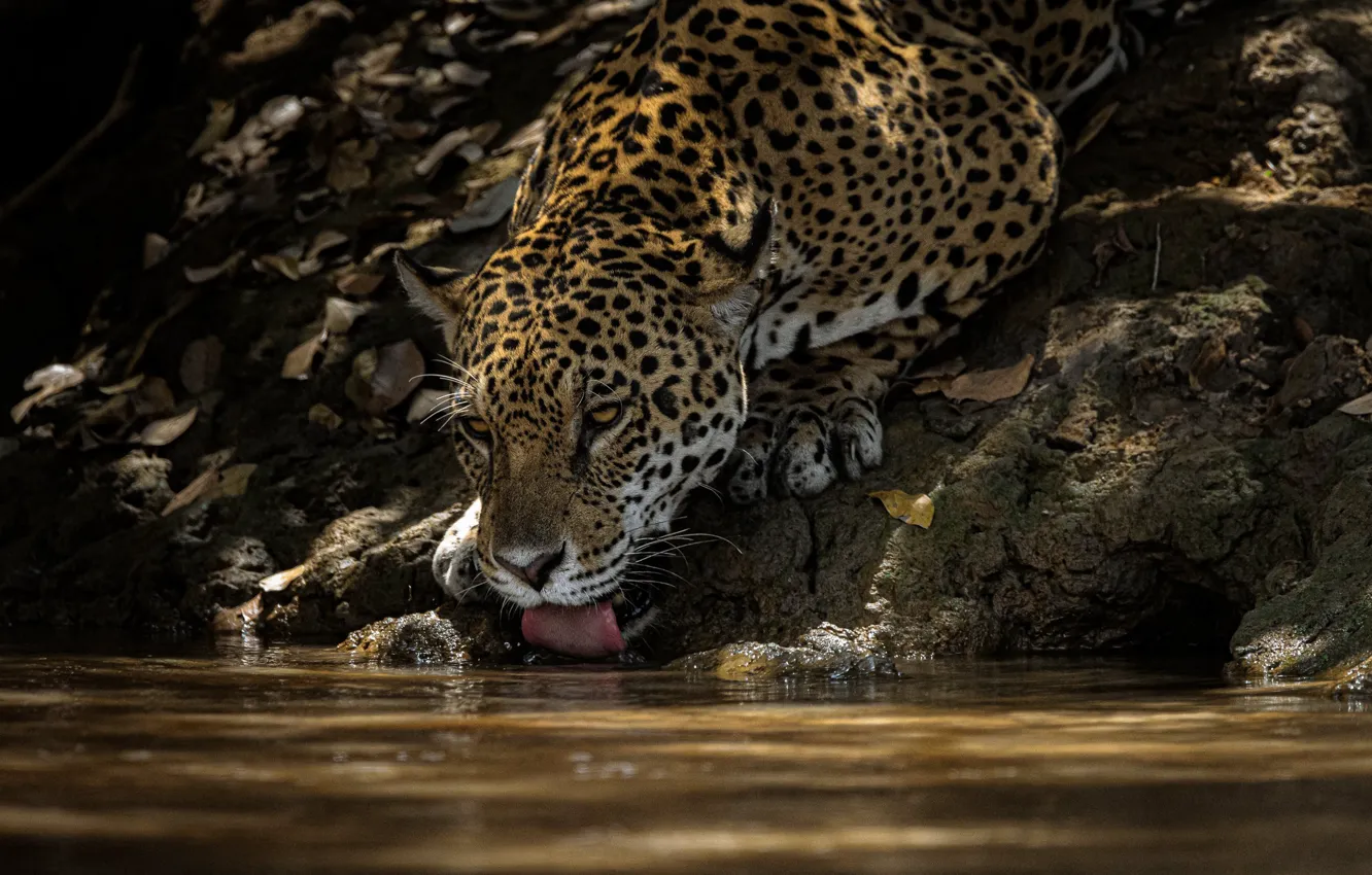 Фото обои вода, жажда, хищник, Ягуар, водопой, дикая кошка