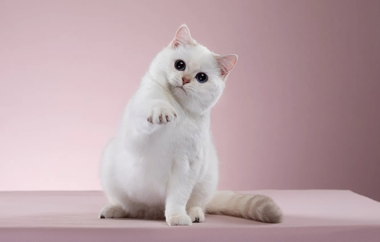 Фото обои кошка, белый, взгляд, поза, котенок, фон, розовый, мордочка