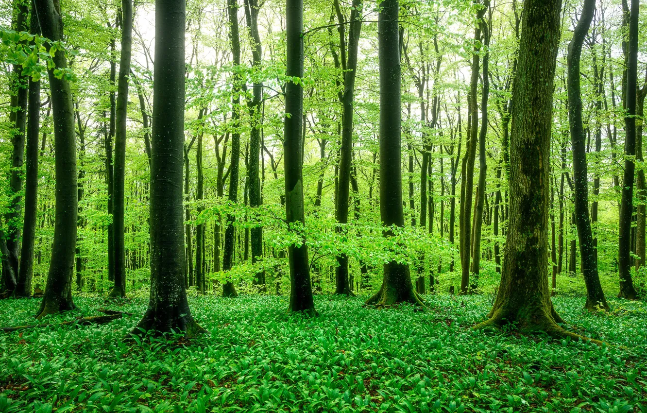 Фото обои зелень, лес, весна