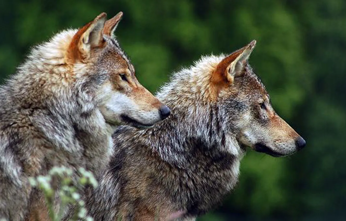 Фото обои nature, predator, animal, wolf, wildlife, portrait., Canis lupus. face • wolf • portrait • predator