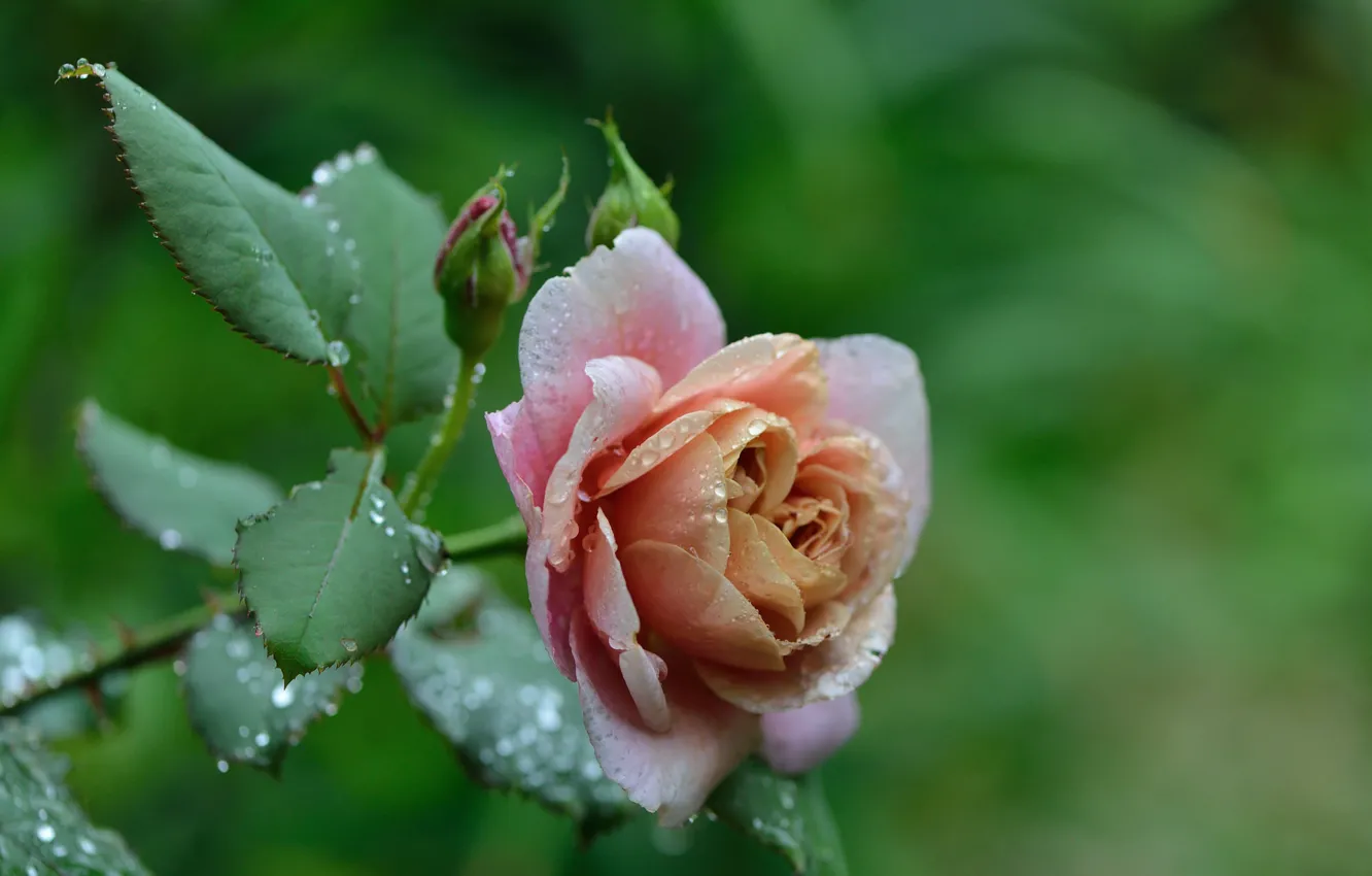 Фото обои листья, капли, роса, роза