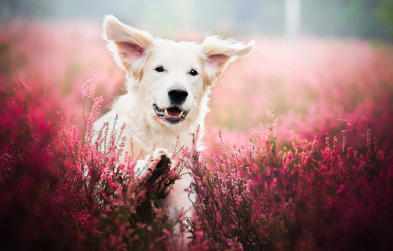 Фото обои поле, цветы, природа, животное, собака, лаванда, пёс