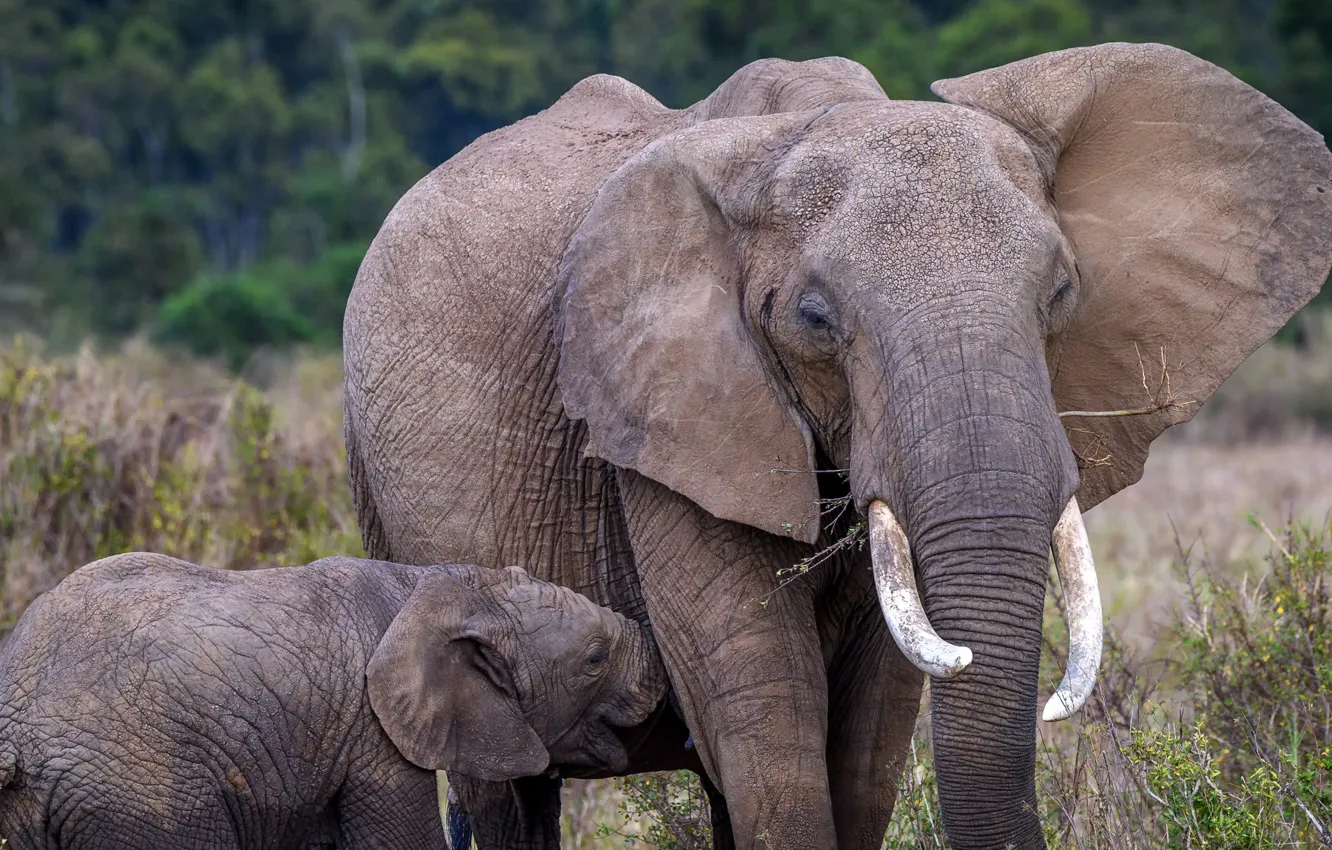 Фото обои природа, слон, Африка, слоненок