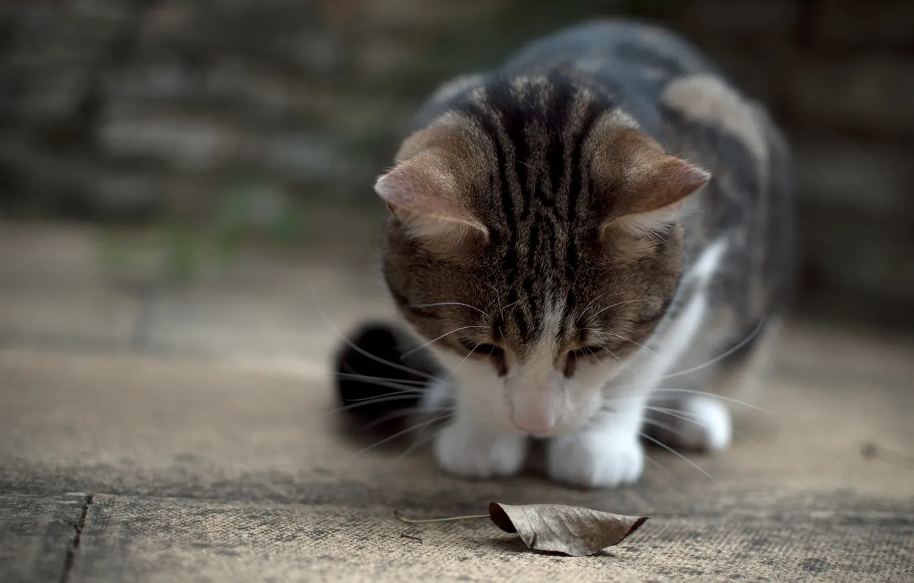 Фото обои кошка, лист, земля, сухой, внимание