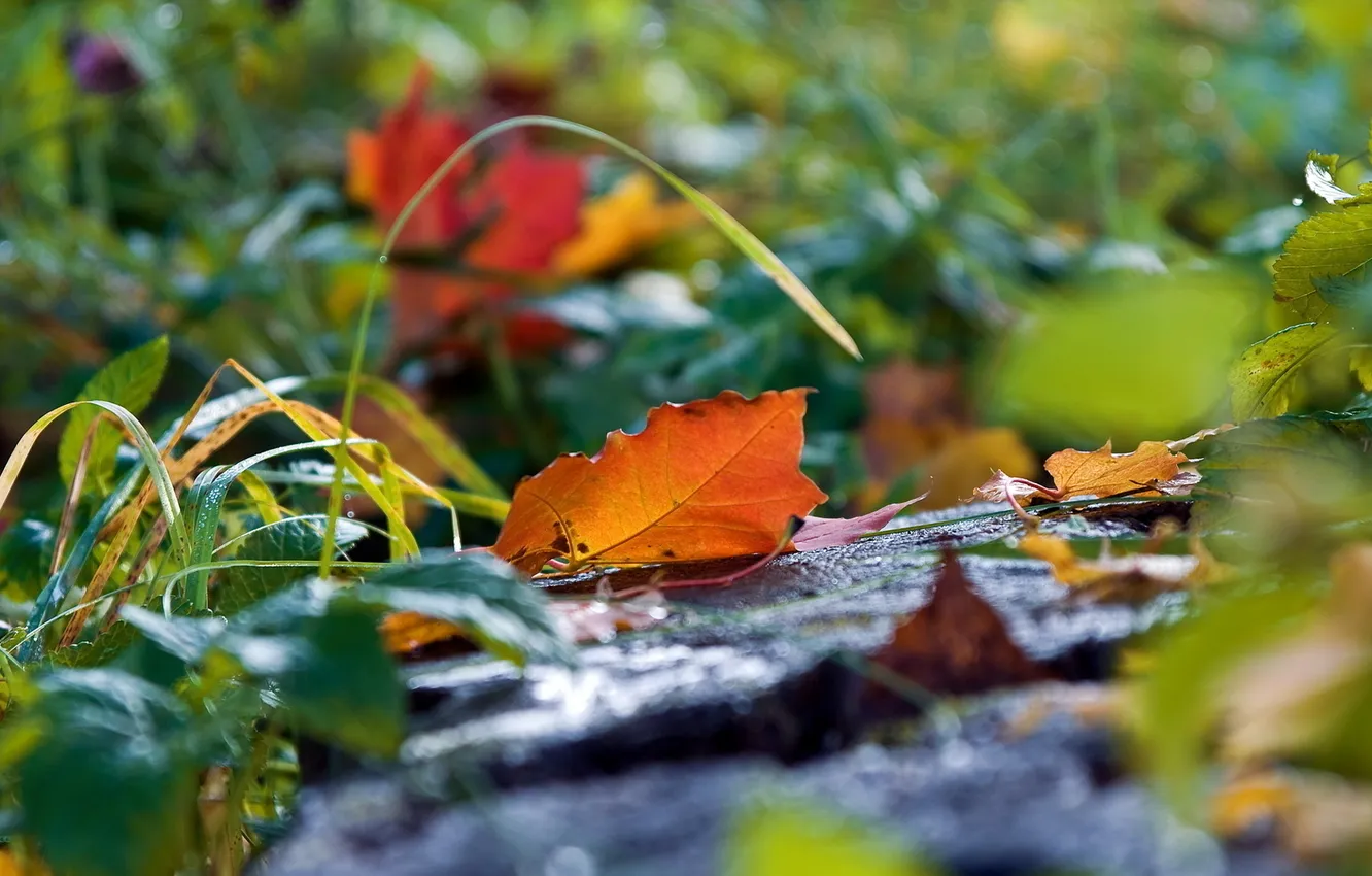 Фото обои осень, трава, листья, природа, земля