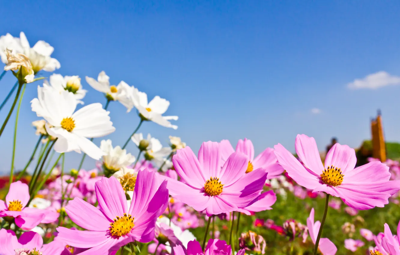 Фото обои поле, лето, небо, солнце, цветы, summer, розовые, field