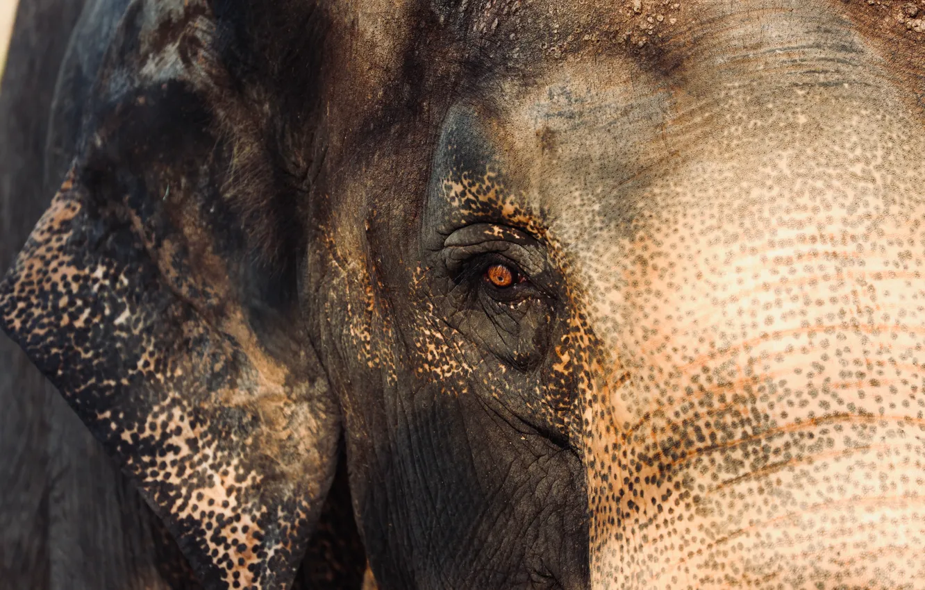 Фото обои Big, Elefant, Animal, Eye, Dickens Lin