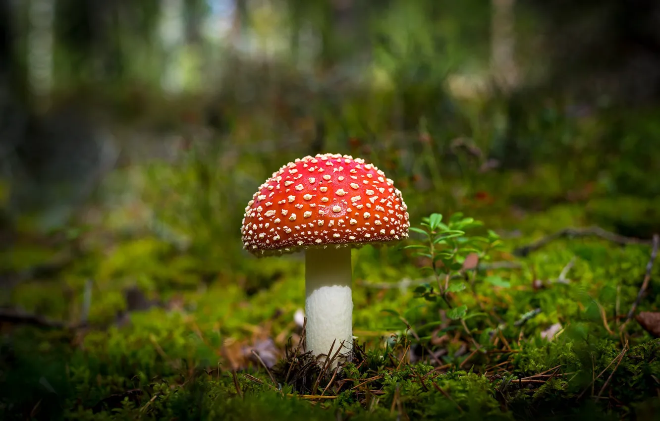 Фото обои зелень, лес, красный, поляна, гриб, мох, мухомор, боке