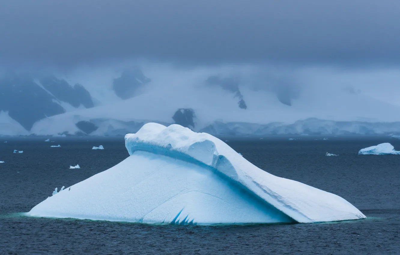 Фото обои misty, sea, mountain, snow, seagull, foggy, iceberg, ice floes