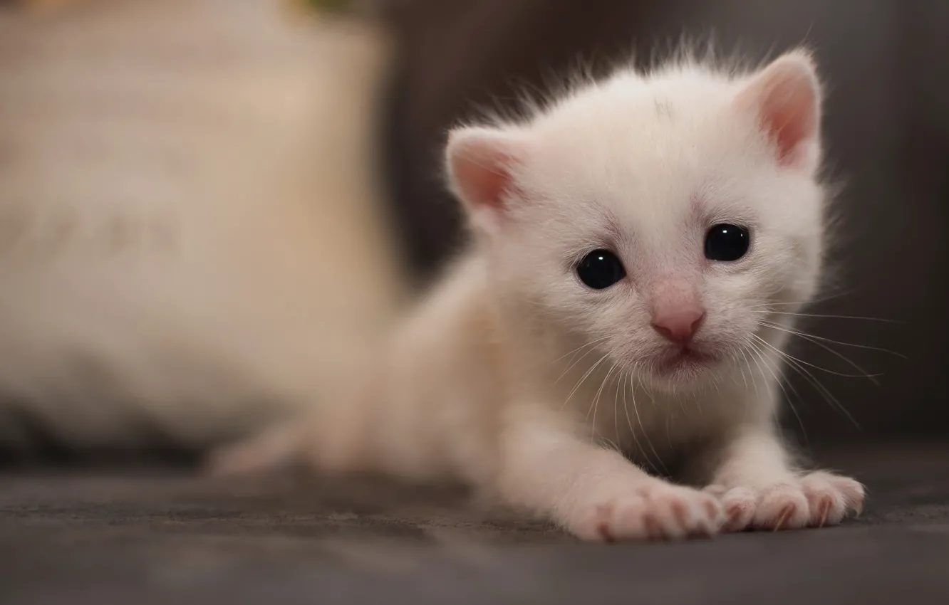Фото обои кошка, белый, кот, котенок, фон, портрет, глазки, маленький