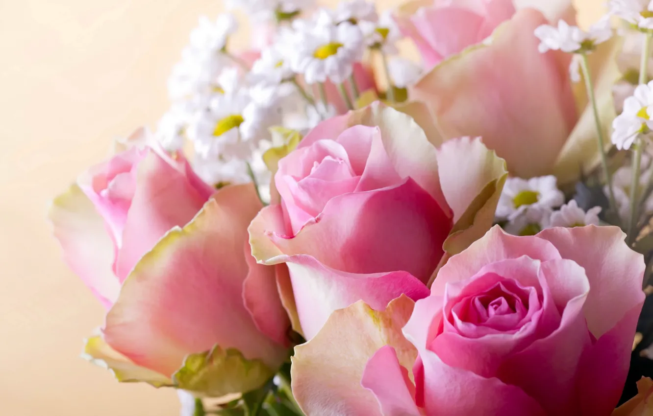 Фото обои фон, розы, ромашки, розовые