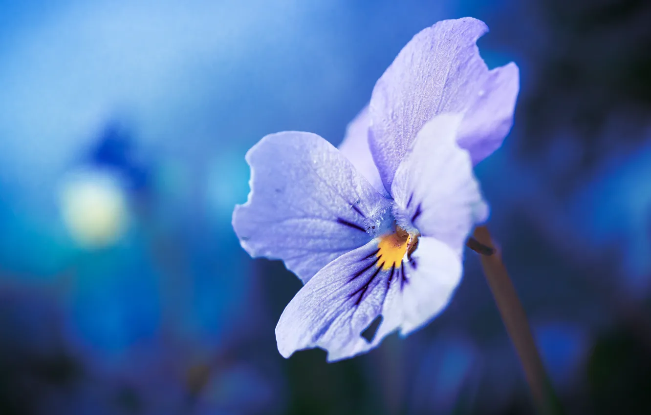 Фото обои цветок, макро, сиреневый, анютины глазки, голубой фон, боке, виола