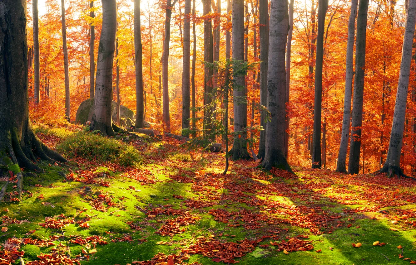 Фото обои осень, лес, листья, солнце, деревья, камни, мох, Украина