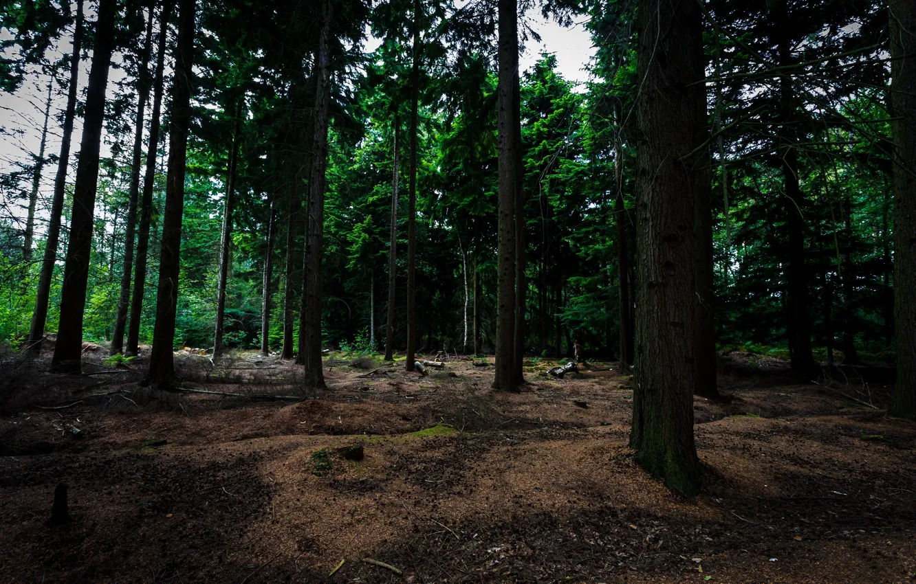 Фото обои лес, деревья, Бельгия, Bokrijk, Бокрейк
