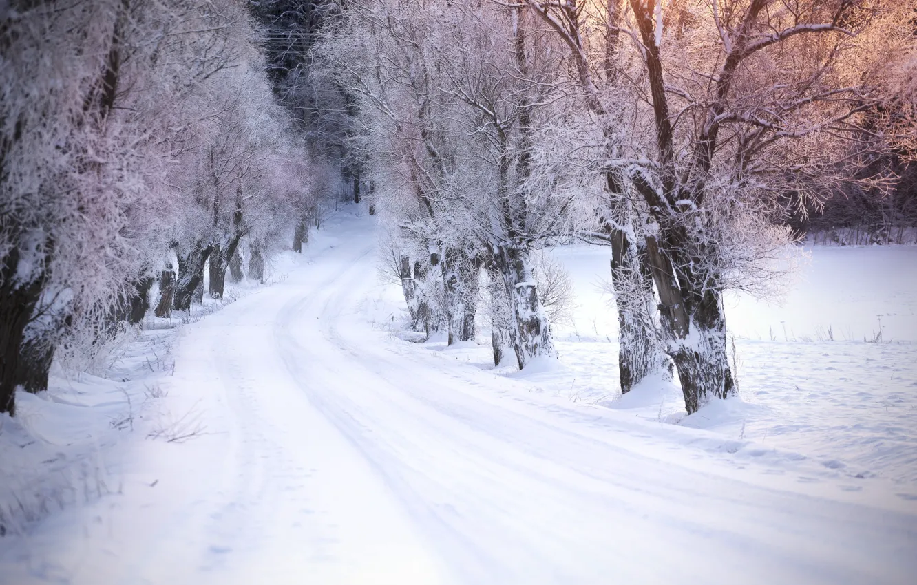 Фото обои дорога, снег, деревья