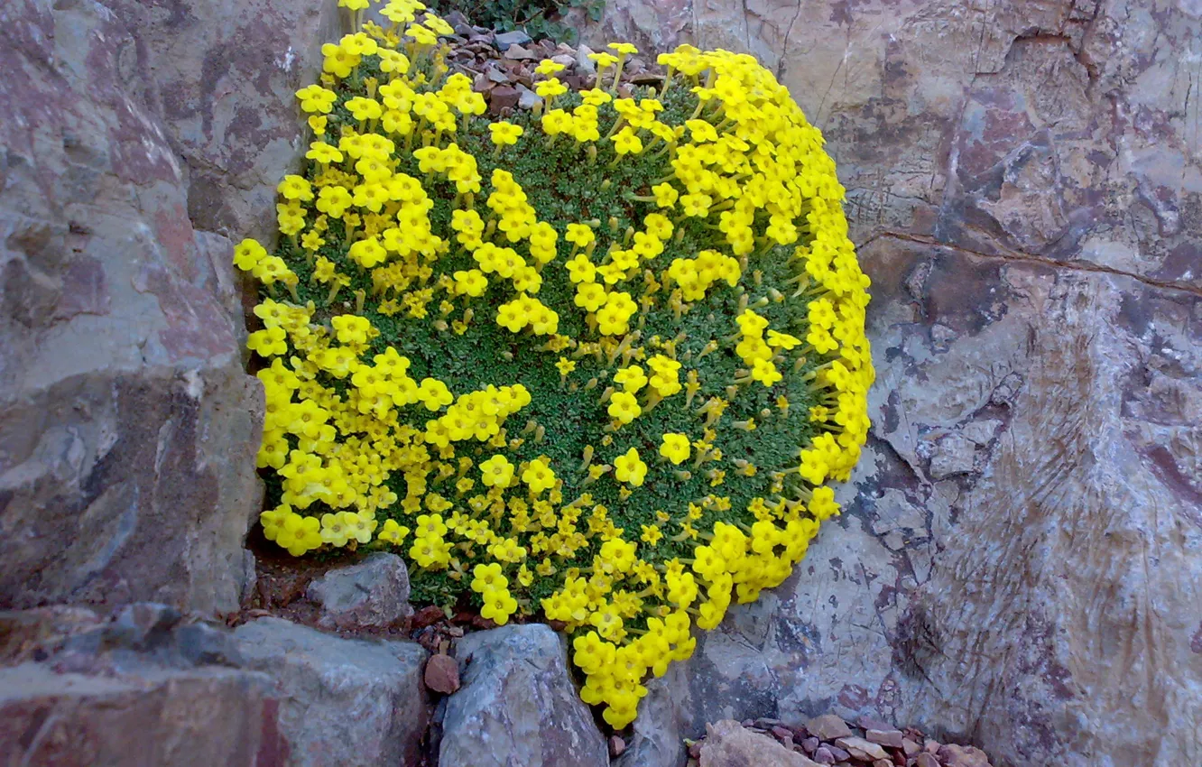 Фото обои Beautiful, flower, Mountain, Heart, iranian