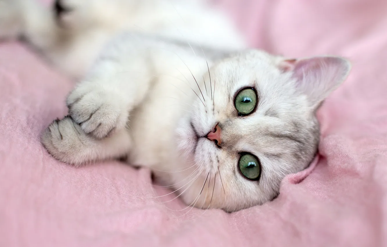 Фото обои кошка, белый, кот, взгляд, поза, котенок, лапки, покрывало