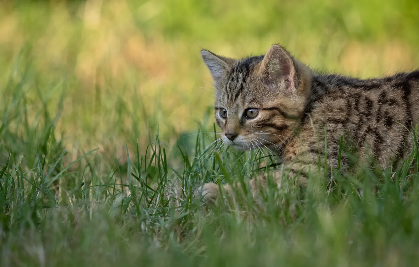 Фото обои кошка, трава, кот, котенок, крадется, дикий лесной кот