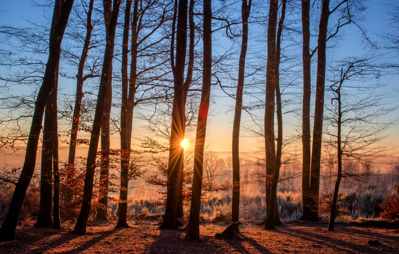 Фото обои иней, осень, лес, солнце, деревья, туман, рассвет, утро