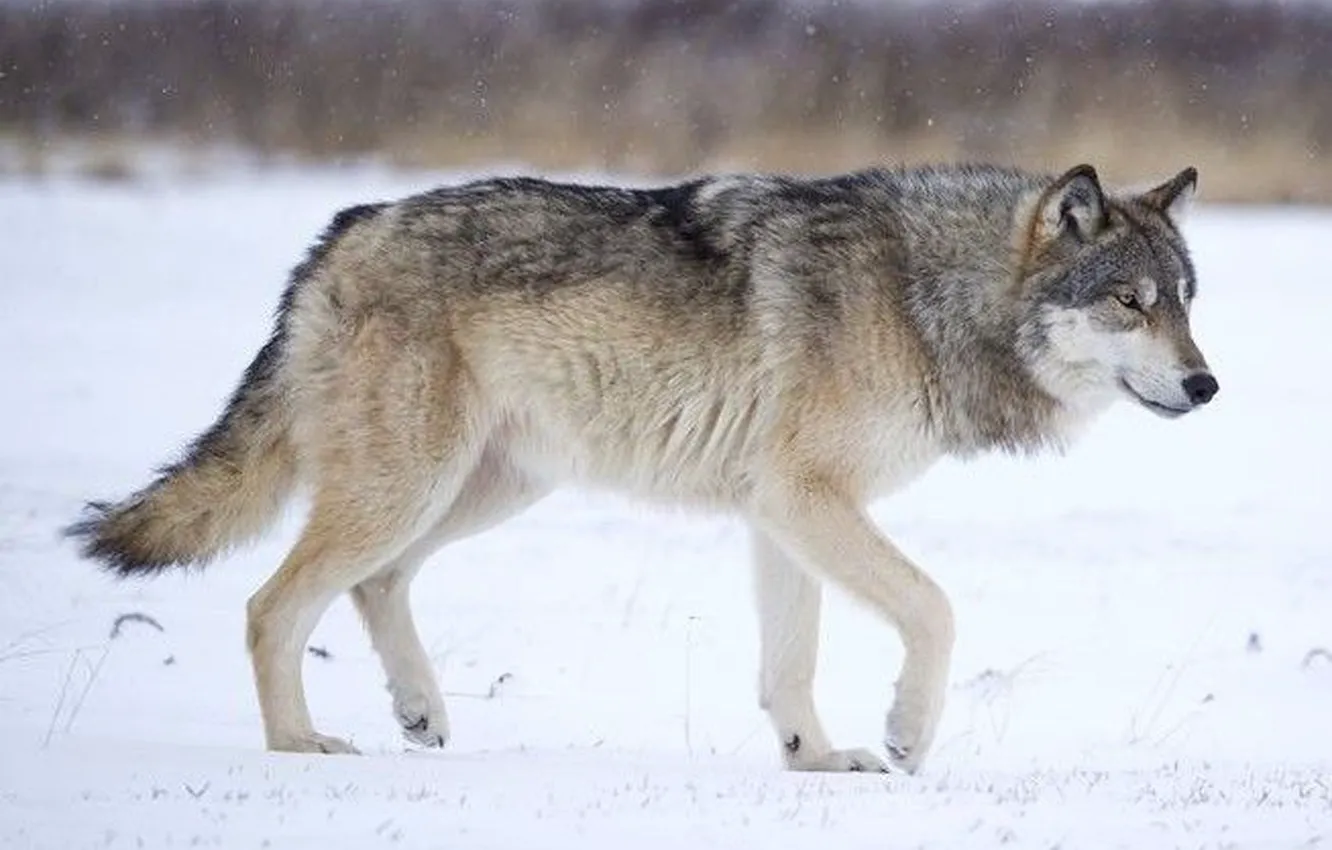 Фото обои nature, predator, animal, wolf, wildlife, portrait., Canis lupus. face • wolf • portrait • predator