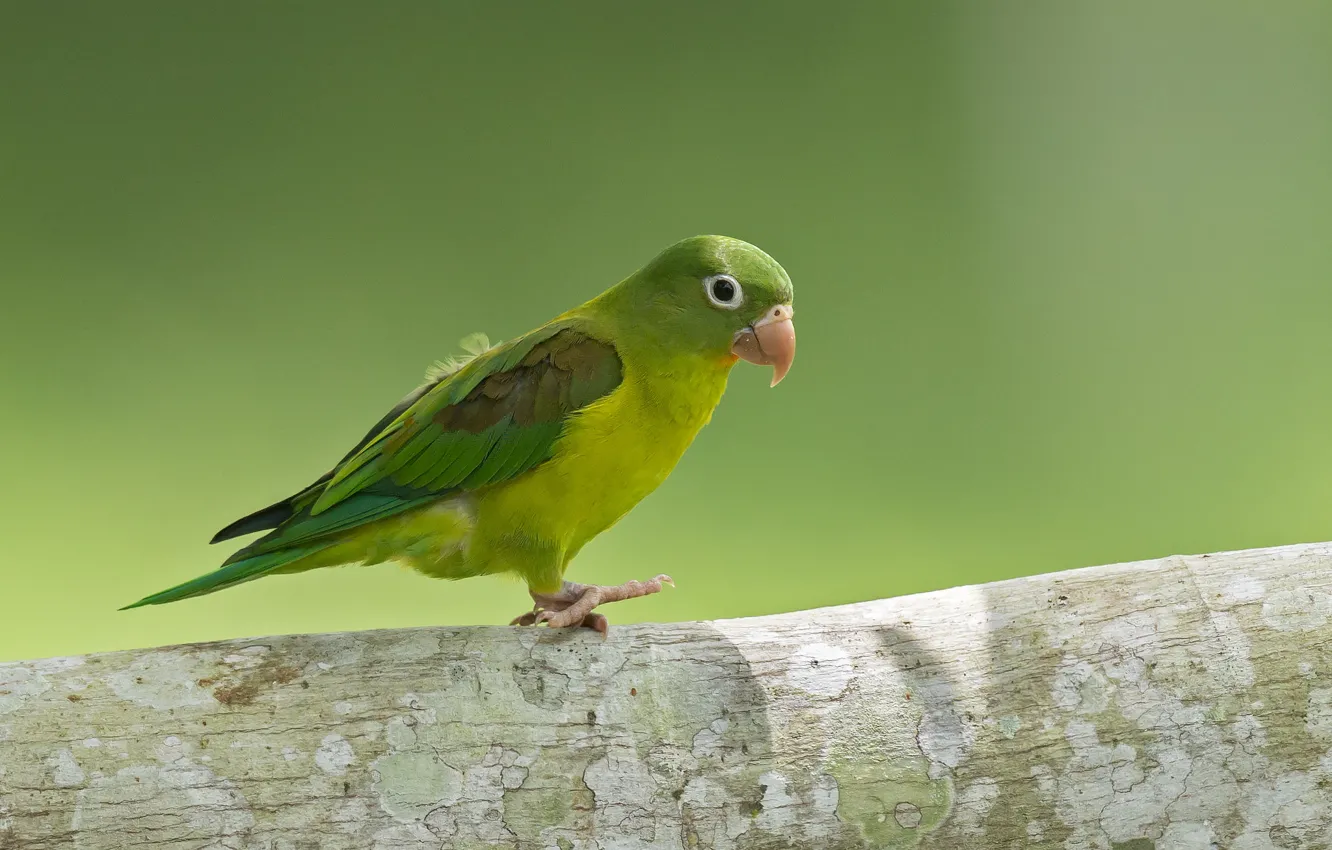 Фото обои глаз, ветка, лапы, клюв, попугай, parrot, eye, branch