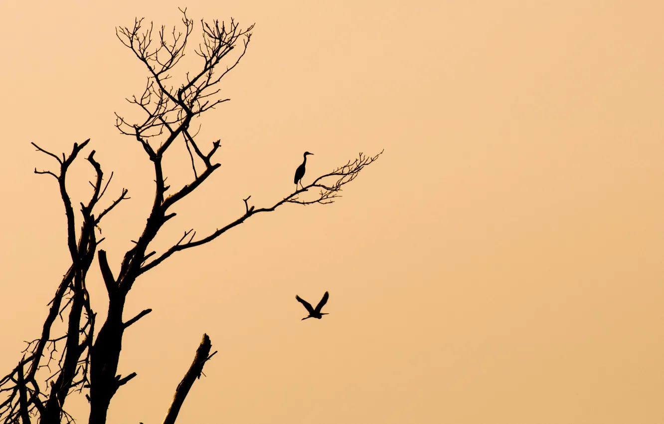 Фото обои птицы, фон, дерево, минимализм