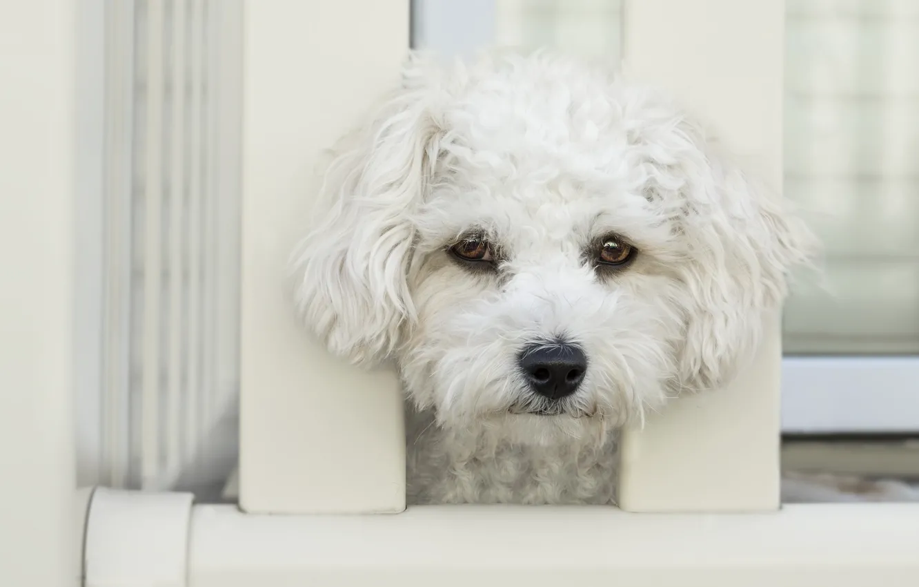 Фото обои глаза, фон, забор, портрет, собака, светлый, щенок, белая