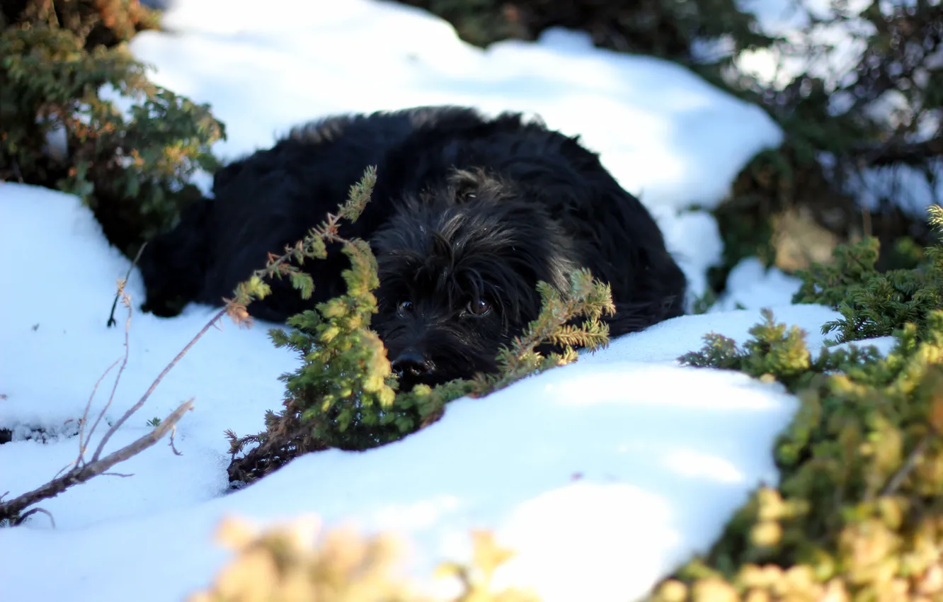 Фото обои глаза, снег, природа, собака